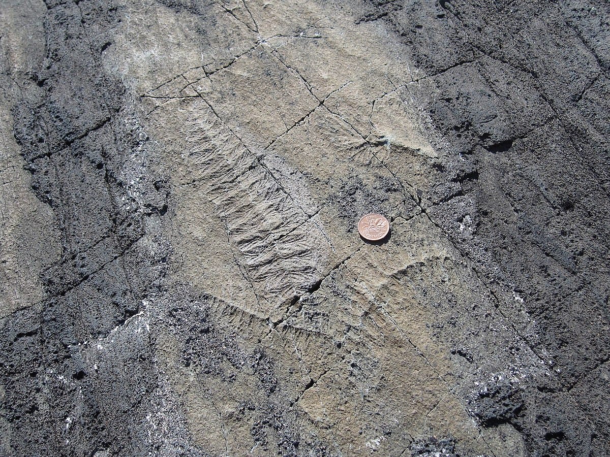 Mistaken Point – Walk on Ancient Fossils